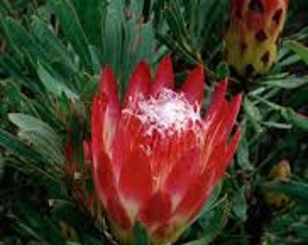 Protea Flower Seeds Repens Red Sugarbush