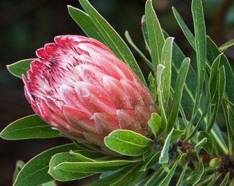 Protea Flower Seeds Repens (Pink) Sugarbush