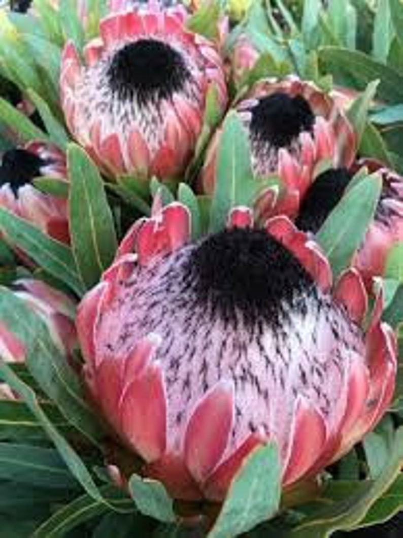Protea Flower Seeds Magnifica Queen Bearded Sugarbush image 2
