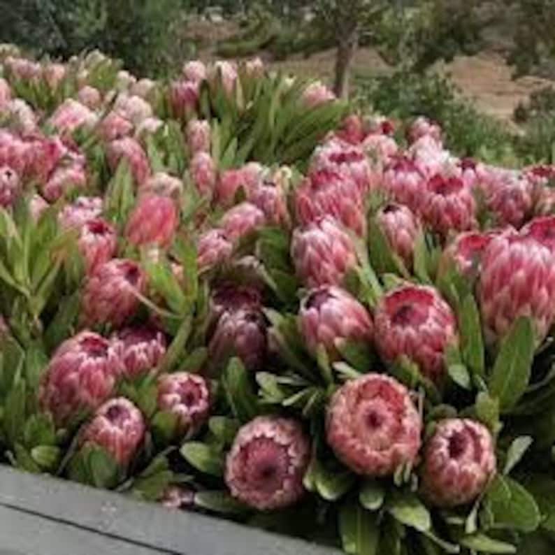 Protea Flower Seeds Repens pink Sugarbush Etsy