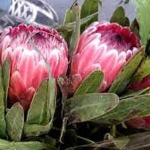 Protea Flower Seeds Magnifica Queen Bearded Sugarbush image 4