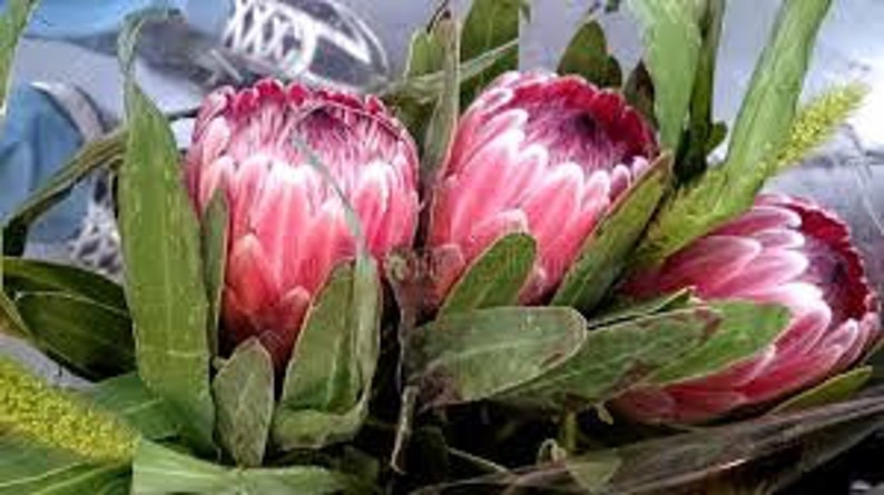 Protea Flower Seeds Magnifica Queen Bearded Sugarbush image 4