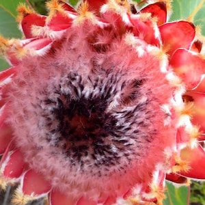 Protea Flower Seeds Magnifica Queen Bearded Sugarbush image 1