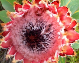 Protea Flower Seeds Magnifica - Queen Bearded Sugarbush