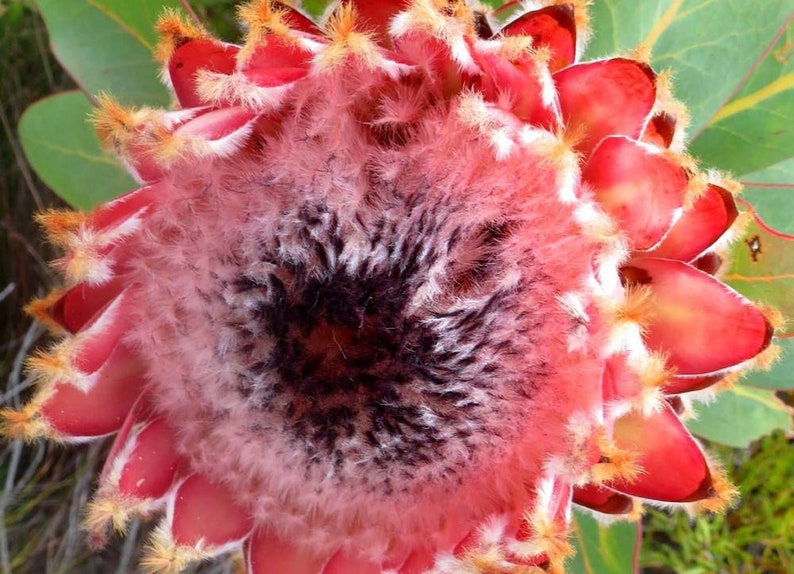 Protea Flower Seeds Magnifica Queen Bearded Sugarbush image 1