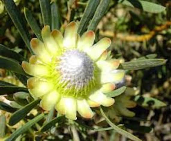 Protea Flower Seeds Scolymocephala Sugarbush - Etsy