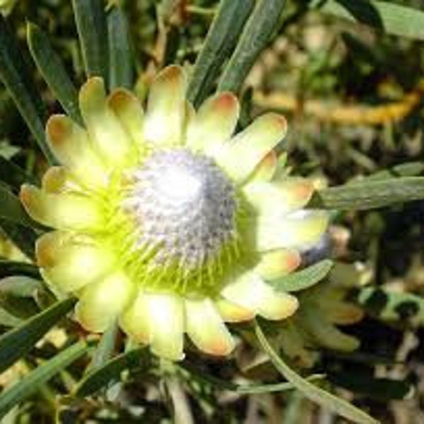Protea Flower Seeds Scolymocephala Sugarbush