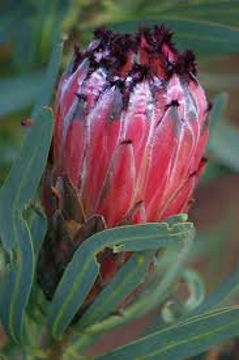 Protea Flower Seeds Magnifica Queen Bearded Sugarbush image 3