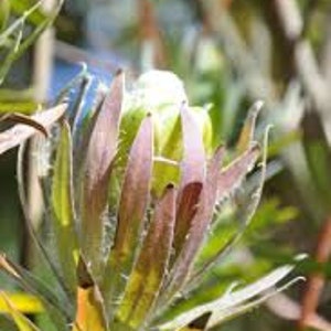 Protea Flower Seeds Coronata Green Sugarbush image 2