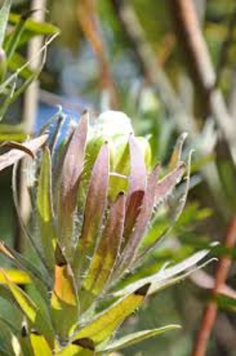 Protea Flower Seeds Coronata Green Sugarbush image 2