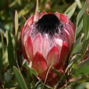 Protea Flower Seeds Magnifica Queen Bearded Sugarbush image 5