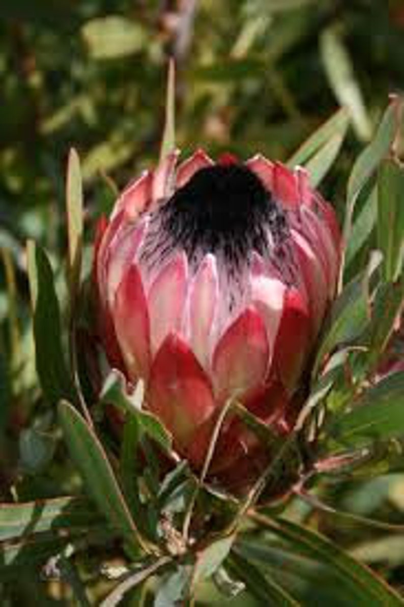 Protea Flower Seeds Magnifica Queen Bearded Sugarbush image 5