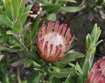 Protea Flower Seeds Burchelli Sugarbush