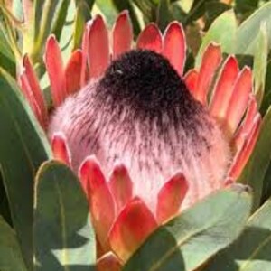 Protea Flower Seeds Magnifica Queen Bearded Sugarbush image 6