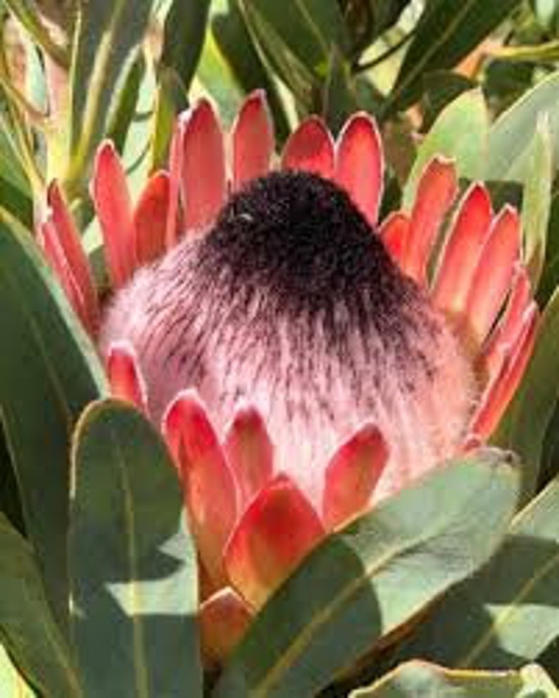 Protea Flower Seeds Magnifica Queen Bearded Sugarbush image 6