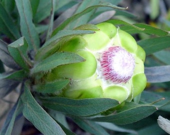 Protea Flower Seeds Coronata (Green) Sugarbush