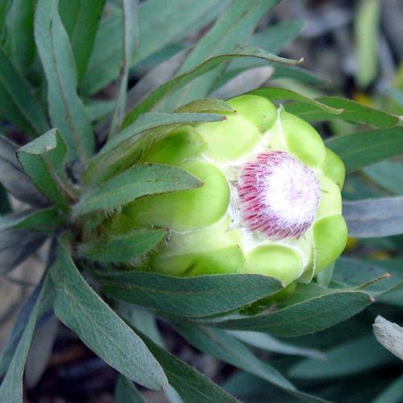 Protea Flower Seeds Coronata Green Sugarbush image 1
