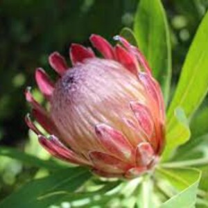 Protea Flower Seeds Magnifica Queen Bearded Sugarbush image 9