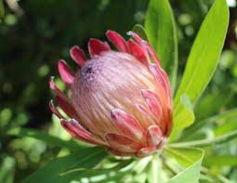 Protea Flower Seeds Magnifica Queen Bearded Sugarbush image 9