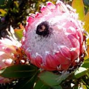 Protea Flower Seeds Magnifica Queen Bearded Sugarbush image 8