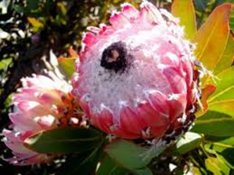 Protea Flower Seeds Magnifica Queen Bearded Sugarbush image 8