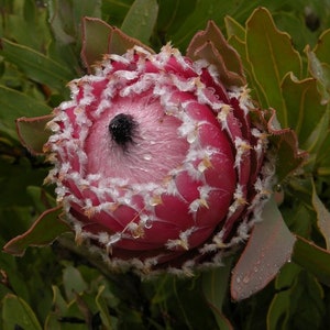 Protea Flower Seeds Magnifica Queen Bearded Sugarbush image 7