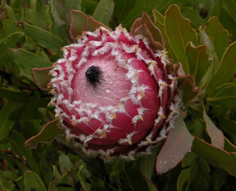 Protea Flower Seeds Magnifica Queen Bearded Sugarbush image 7