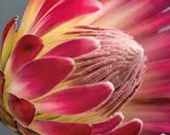 Protea Flower Seeds Nana Sugarbush