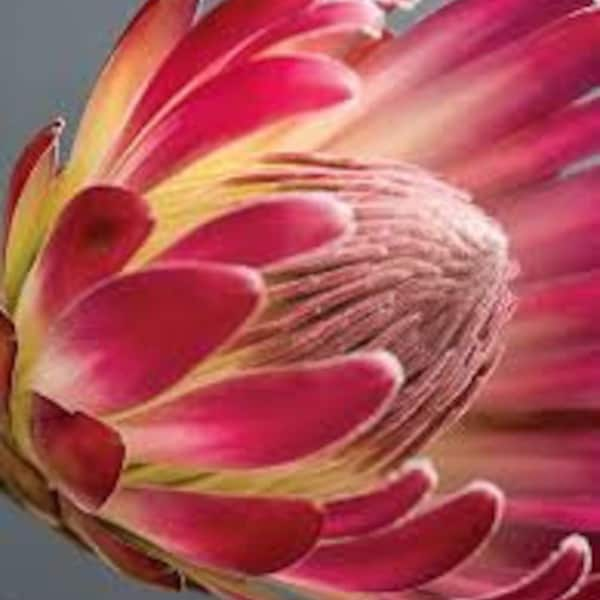 Protea Flower Seeds Nana Sugarbush