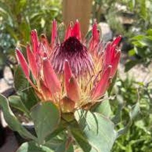 Protea Flower Seeds Susannae Sugarbush