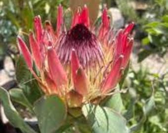 Protea Flower Seeds Susannae Sugarbush