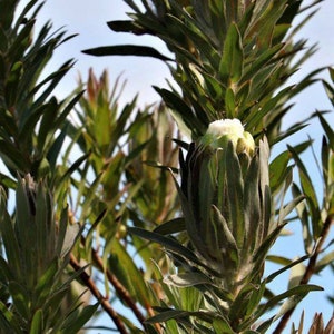 Protea Flower Seeds Coronata Green Sugarbush image 3