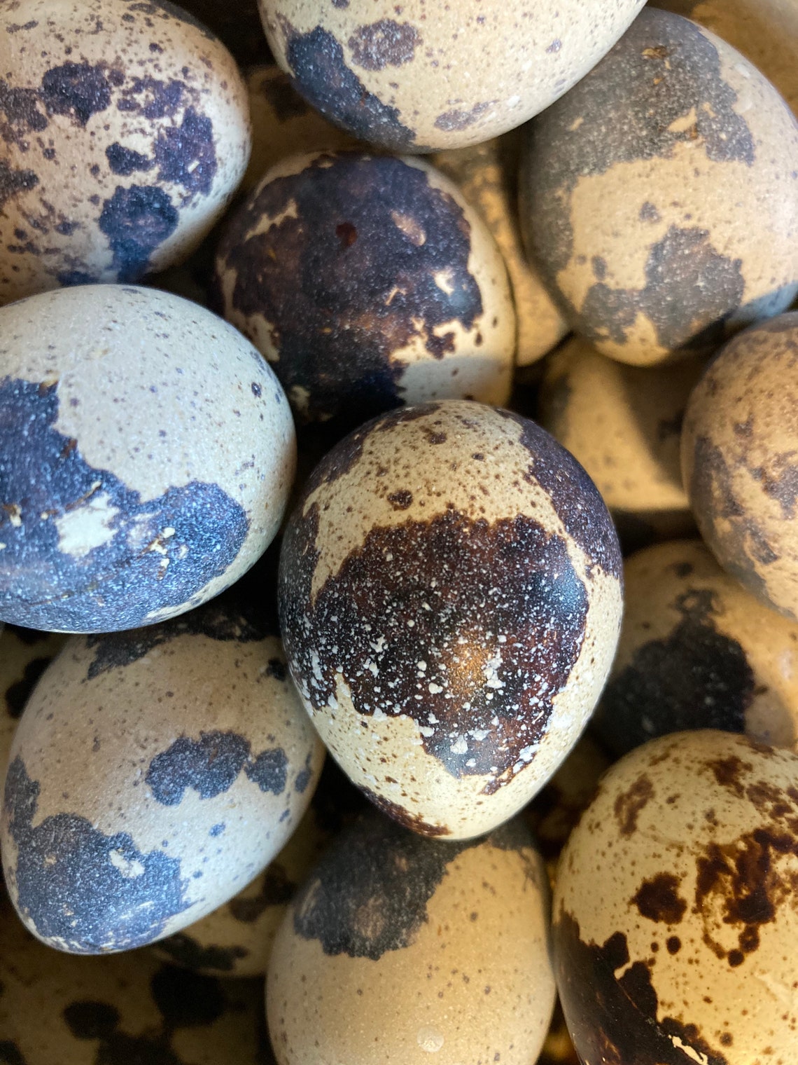 Quail Eggs Farm Fresh One Dozen Etsy