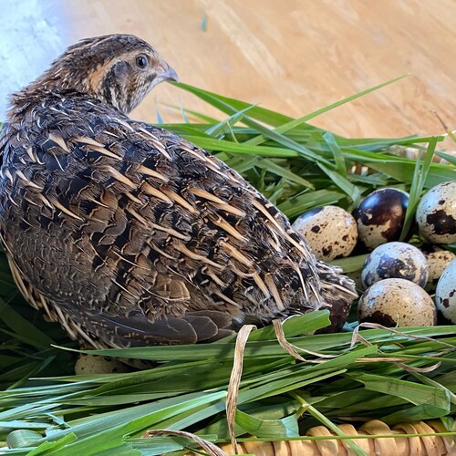 Quail Eggs for Eating Farm Fresh One Dozen Etsy
