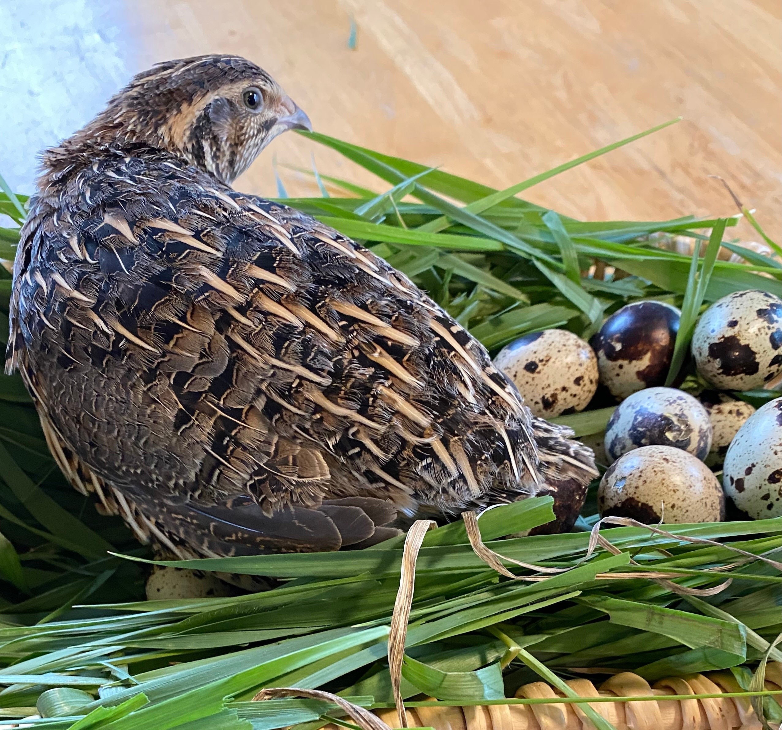 Are Quail Eggs Good For Dogs