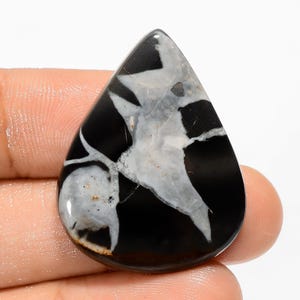 Pierre septarienne naturelle gronates forme poire gronates septarienne cabochon 32X25X4 mm 38 carats pierre septarienne en vrac pour la fabrication de bijoux