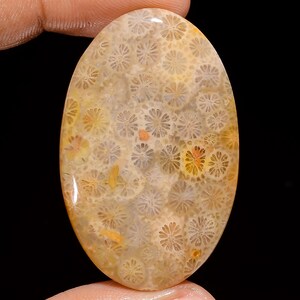 Natural Fossil Coral Cabochon Loose Gemstone Oval Shape Fossil Coral Stone 44X27X4 mm 49 Carat Fossil Coral Crystal For making Jewelry