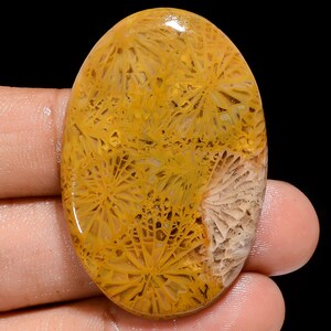 Natural Fossil Coral Cabochon Loose Gemstone Oval Shape Fossil Coral Stone 42X28X4mm 50 Carat Fossil Coral Crystal For making Jewelry