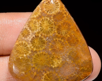 Cabujón de coral fósil natural, piedra preciosa suelta en forma de pera, 32 x 29 x 5 mm, cristal de coral fósil de 40 quilates para hacer joyas.