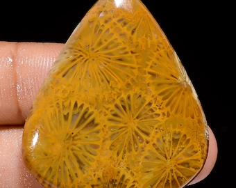 Cabujón de coral fósil natural, piedra preciosa suelta en forma de pera, 39 x 33 x 5 mm, cristal de coral fósil de 55 quilates para hacer joyas.