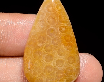 Cabujón de coral fósil natural, piedra preciosa suelta en forma de pera, 32 x 18 x 5 mm, cristal de coral fósil de 26 quilates para hacer joyas.
