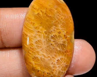 Cabujón de coral fósil natural, piedra preciosa suelta, forma ovalada, 33 x 19 x 5 mm, cristal de coral fósil de 31 quilates para hacer joyas.