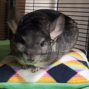 May include: A gray chinchilla sits on a small pillow with a colorful diamond pattern. The pillow rests on a green surface. The chinchilla has large ears and is looking towards the viewer. The background includes a wire cage.