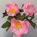 PaperPeonyCrafts