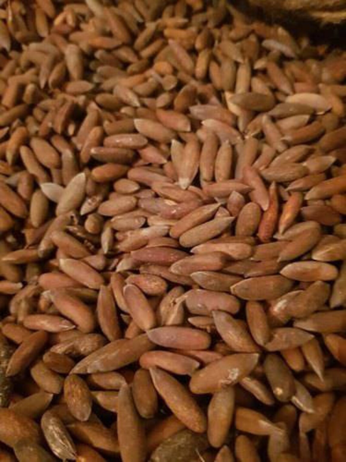 Best 100 Natural Good Quality Chilgoza Pine Nuts / Pinus Etsy Canada