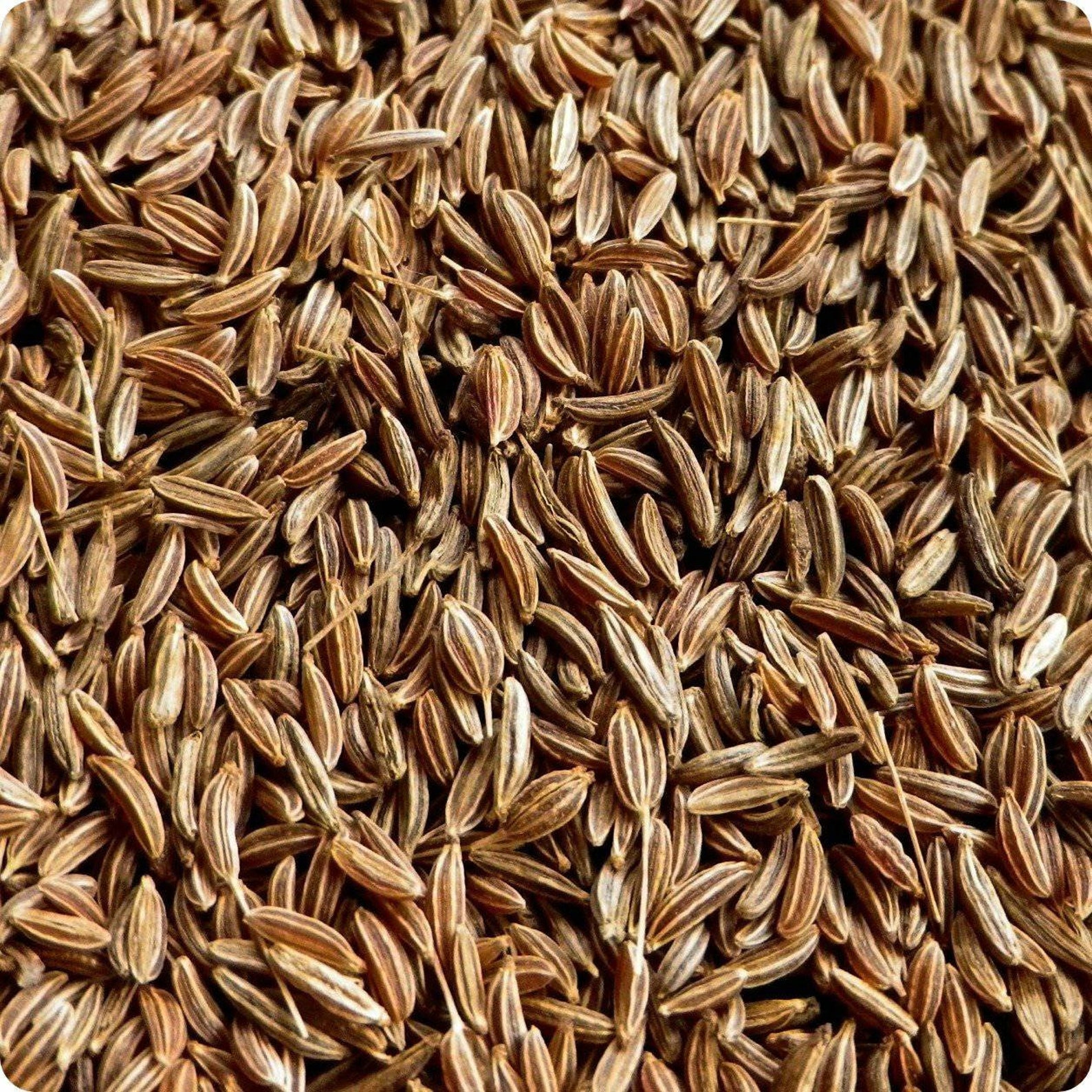 Caraway Seeds Shahi Jeera Spice Indian Organic and Pure Etsy