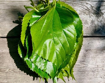 15/30/50/100  Best quality Organic Mulberry leaves - pet food for silkworm, shrimp, tortoise etc