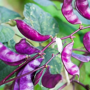 May include: Purple yardlong beans, also known as asparagus beans, growing on a vine. The beans are long and slender, with a deep purple color.