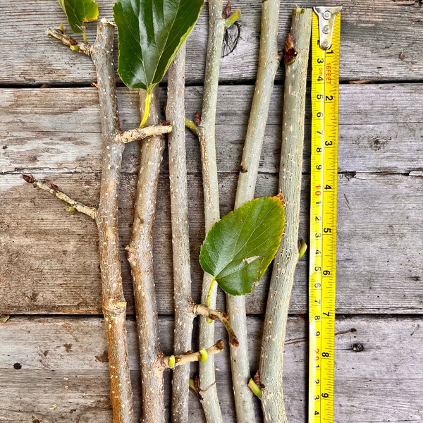 Pakistani Mulberry cutting - 8 cuttings