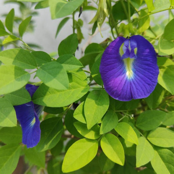 Organic Blue Butterfly Peas Flower Seeds